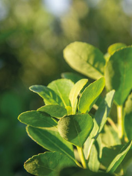 Construccion de un sistema de Cumplimiento para la prevencion y la Erradicacion del Trabajo infantil y la Promocion del Trabajo Adolescente en Yerba Mate