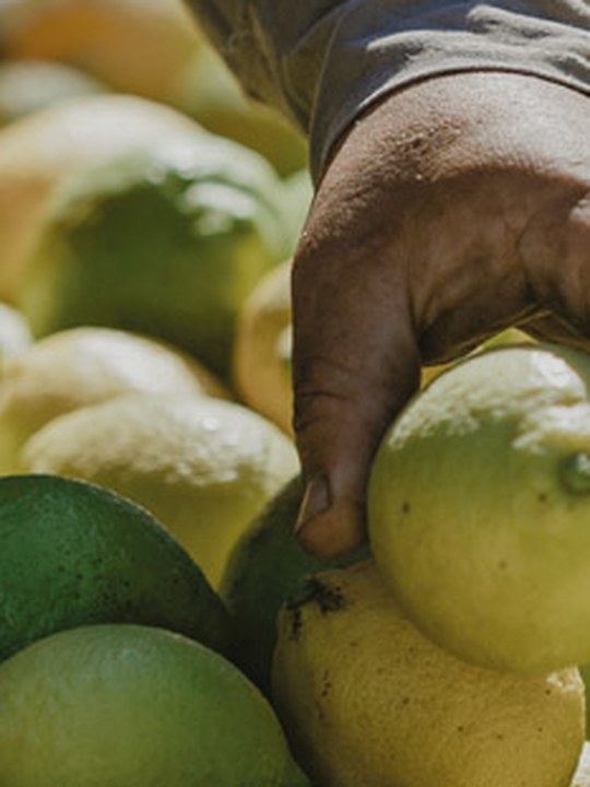 Estudio de Riesgo del Trabajo Infantil en el Sistema Productivo del Limon